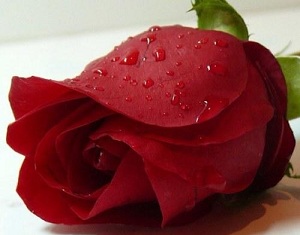 وكان اللقاء