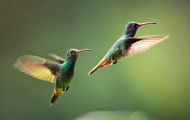 الكمال والحرية